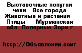 Выставочные попугаи чехи - Все города Животные и растения » Птицы   . Мурманская обл.,Полярные Зори г.